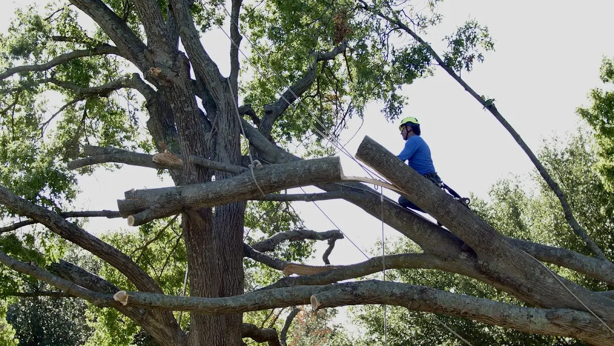 Professional Hazardous Tree Removal performed by certified arborists in Viola